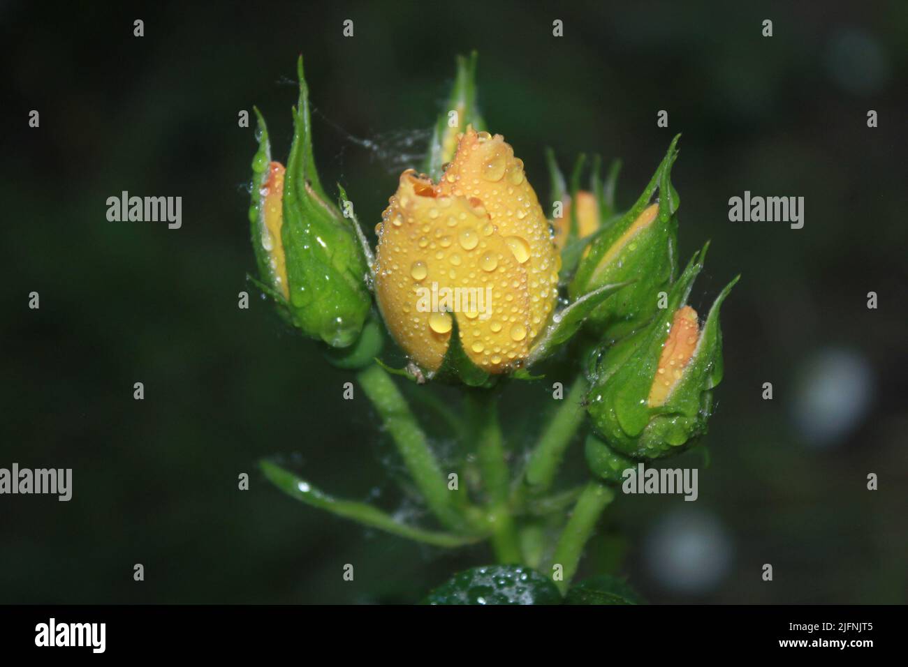 Rosa fiorente con un soffice bocciolo bianco-giallo in piena fioritura. Luminoso paesaggio floreale con rosa in fiore. GOCCE DI ROSA D'ACQUA Foto Stock