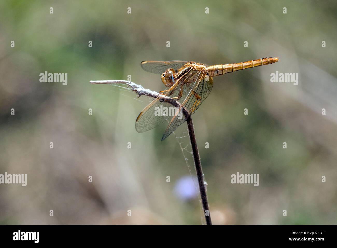 Scarlatto dragonfly (Crocothemis eritraea, femmina) da Tsarasaotra Park, Madagascar Foto Stock