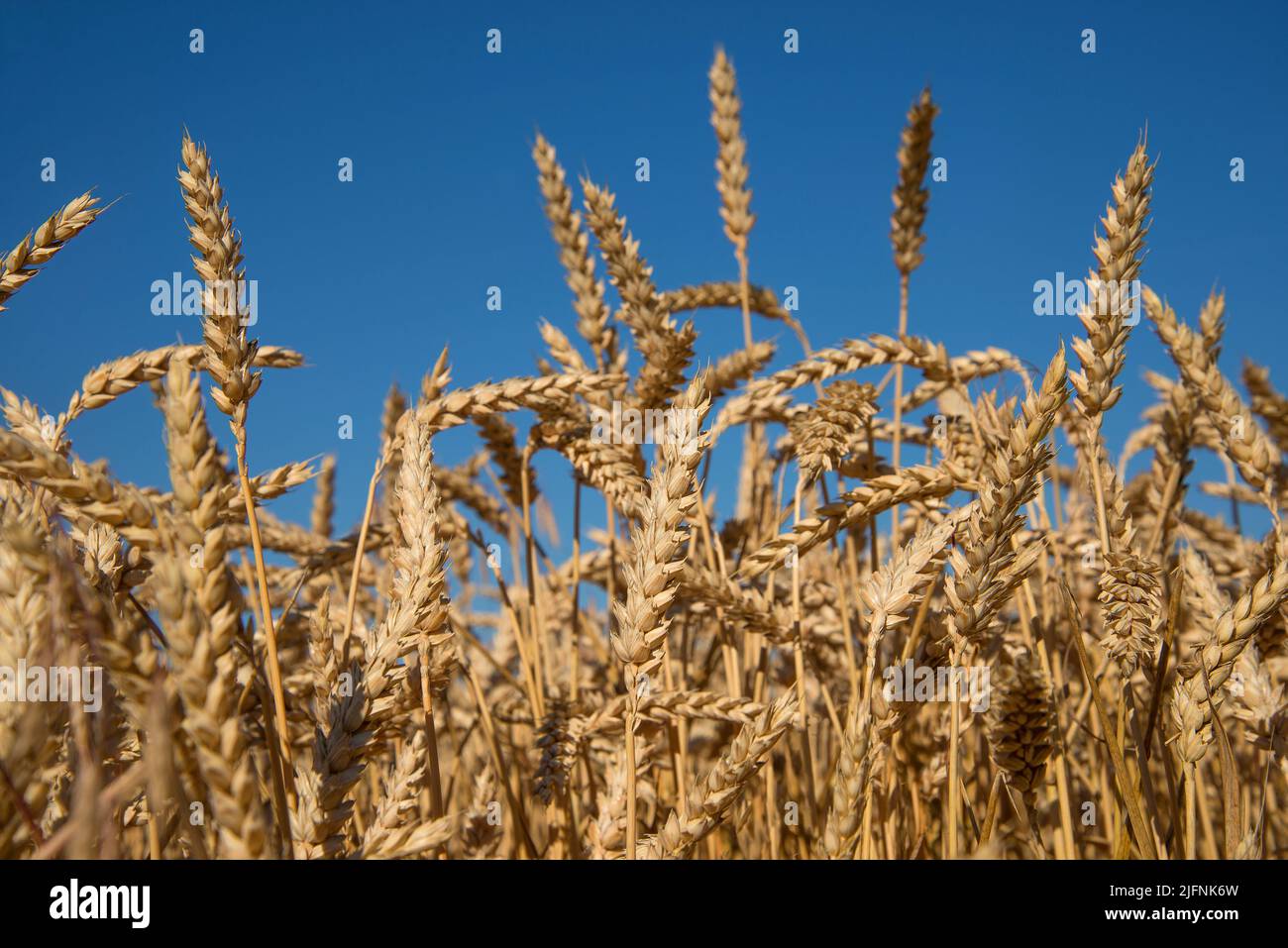 campo di grano contro il cielo blu nei dettagli Foto Stock