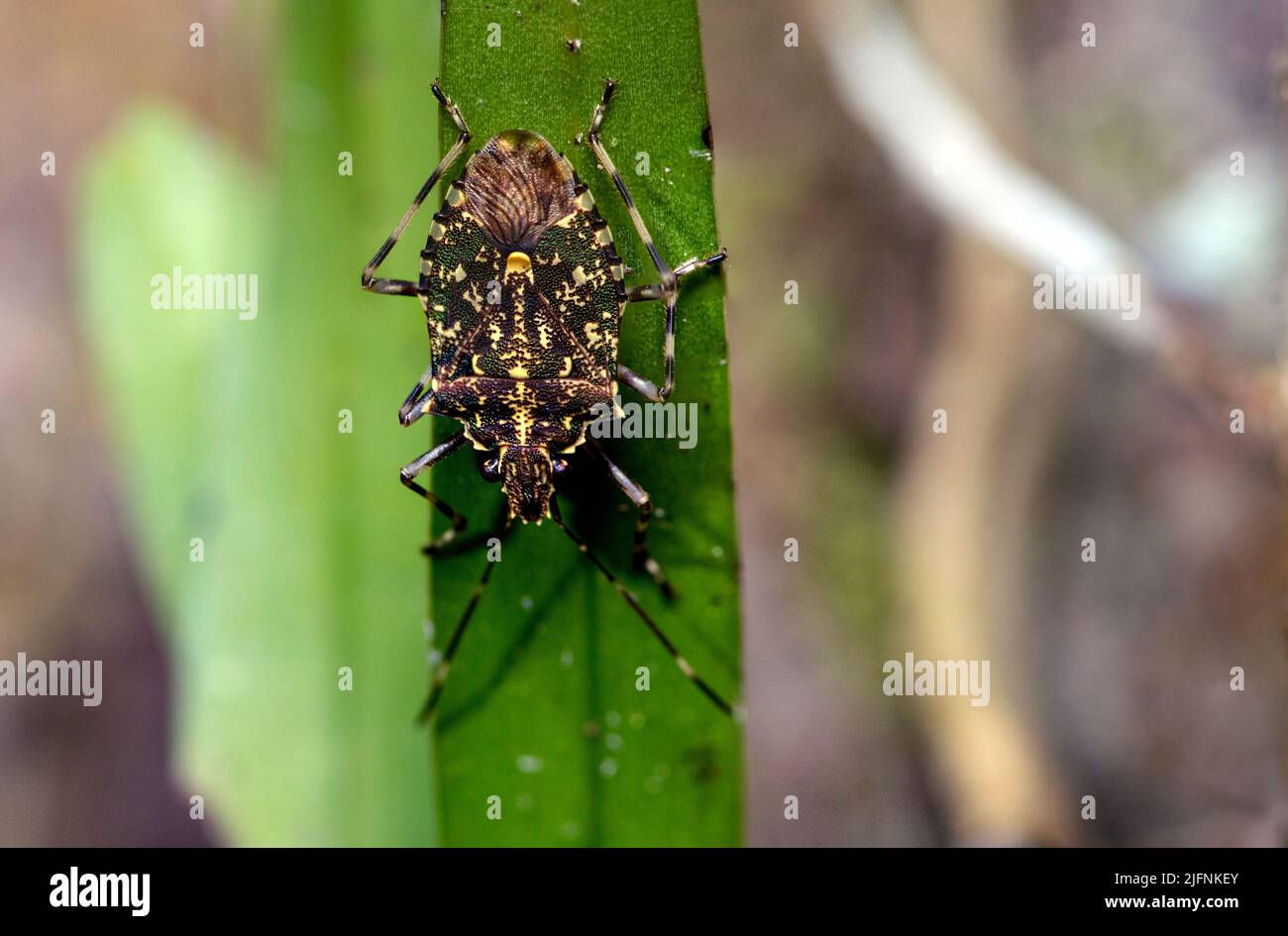 Specie non identificate di insetti (ordinare Hemiptera) da Andasibe, Madagascar. Foto Stock