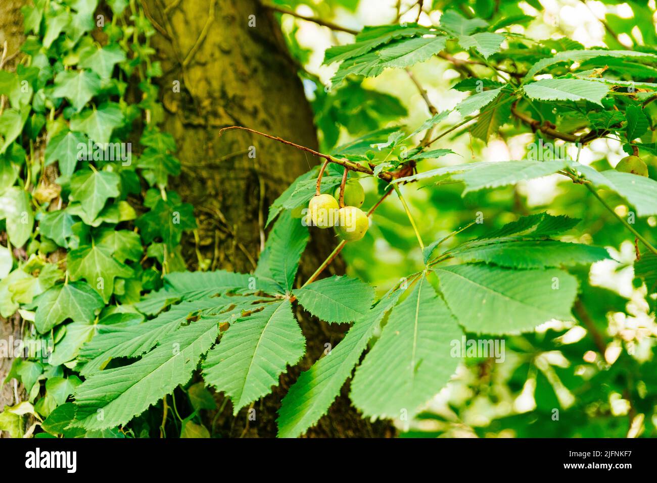 Foglie di albero e frutti. Il castagno di cavallo Aesculus hippocastanum è una specie di pianta fiorita della famiglia delle Sapindaceae. IT Foto Stock