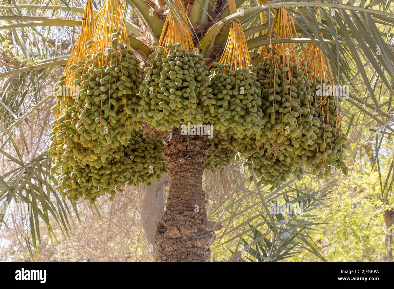 Dattero palma con grappoli di datteri verdi frutta Foto Stock