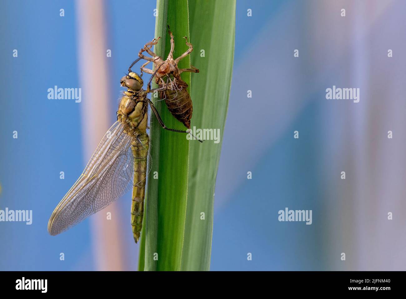 Una ninfa dello skimmer dalla coda nera (Orthetrum cancrellatum) subisce la transizione e diventa un adulto libellula nel processo conosciuto come met incompleto Foto Stock