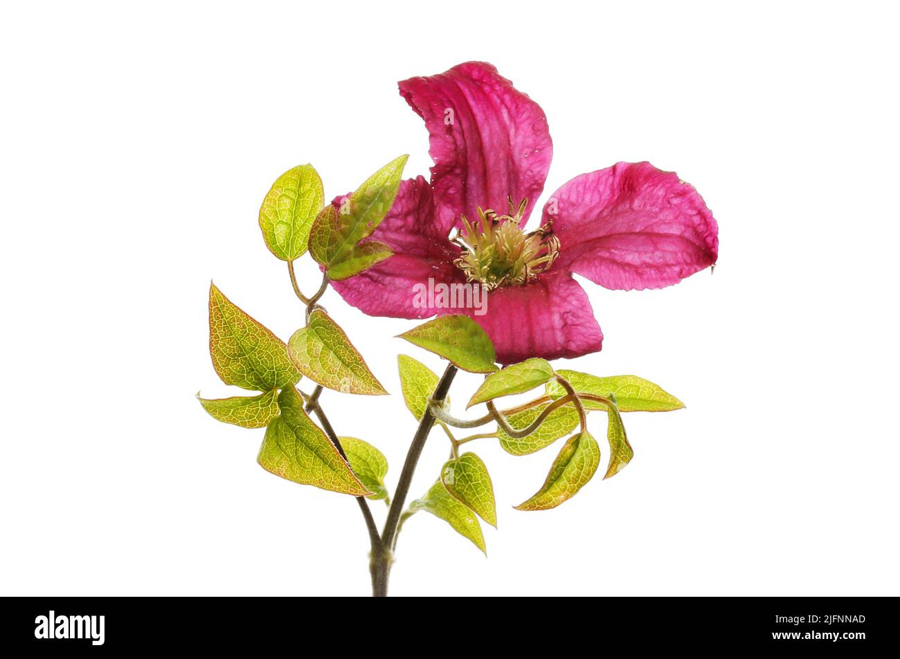 Clematis Hadley ibrido fiore e fogliame isolato contro bianco Foto Stock