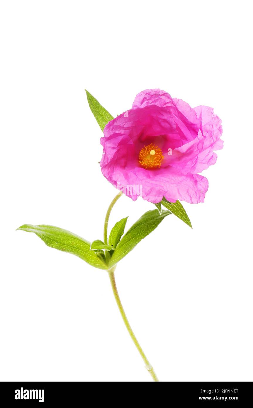 Singolo fiore di rosa di roccia e fogliame isolato contro bianco Foto Stock