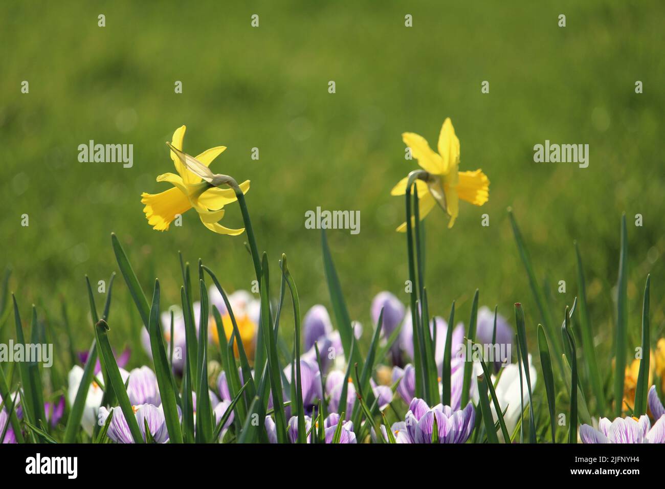 Un bel colpo di narcisi e zaffroni che crescono nel campo. Foto Stock