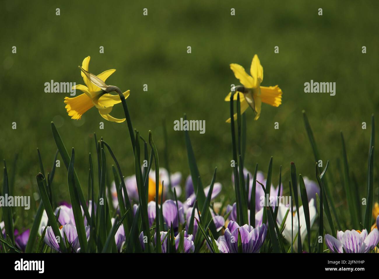 Un bel colpo di narcisi e zaffroni che crescono nel campo. Foto Stock