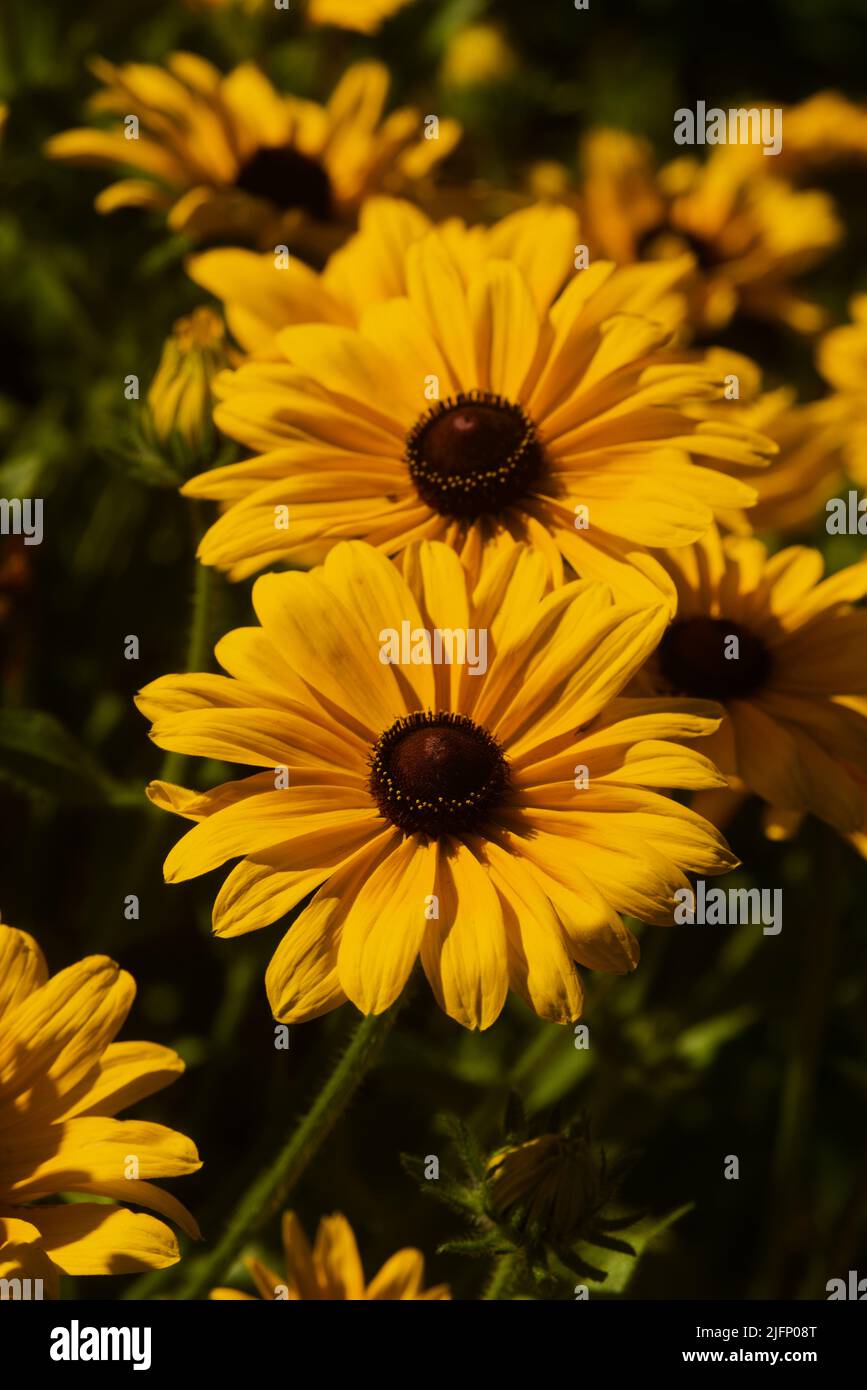 Primo piano di 2 fiori di Susann con occhio nero perfetto. Giardino. Foto Stock