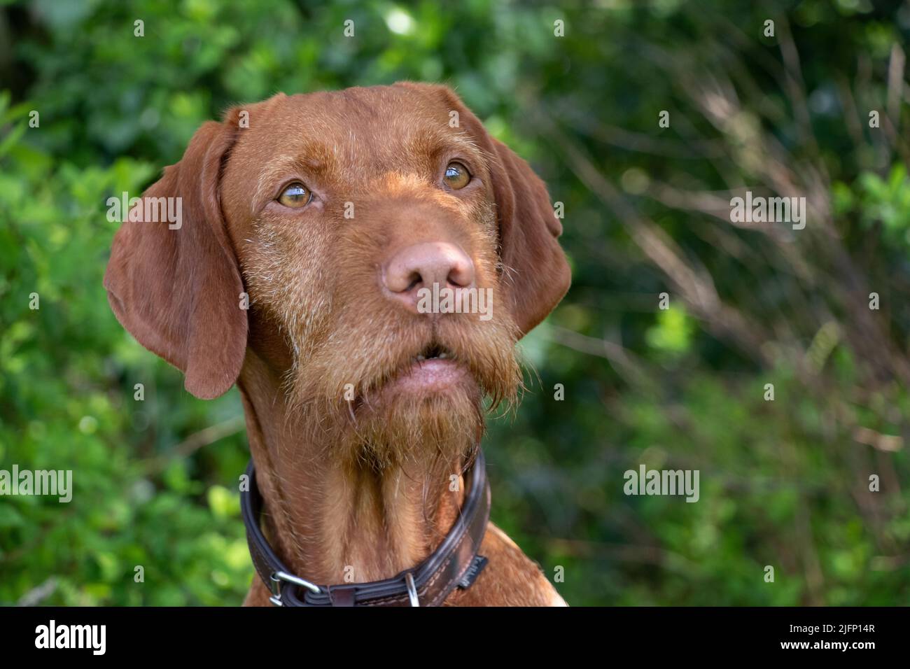 Colpo di testa di Vizsla in Wirehaired ungherese Foto Stock
