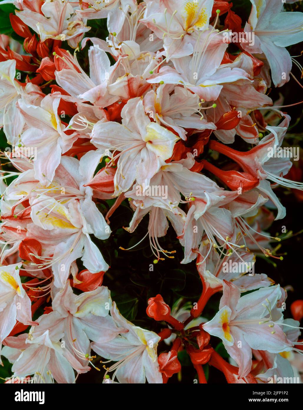 Azalea occidentale, Rhododendron occidentale, Smith River National Recreation Area, Six Rivers National Forest, del Norte County, California Foto Stock