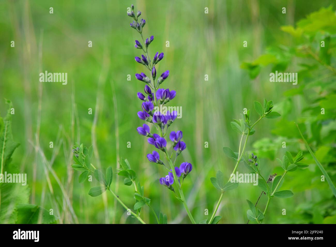 Un primo piano di un fiore Blue Wild Indigo. Foto Stock