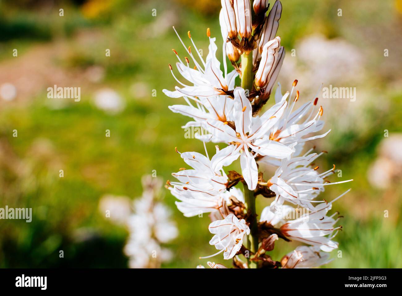 L'asphodelus ramosus, l'asfodel ramificato, è una pianta erbacea perenne dell'Ordine Asparagales. Sierra de las Nieves, Málaga, Andalucía, Spagna, E. Foto Stock