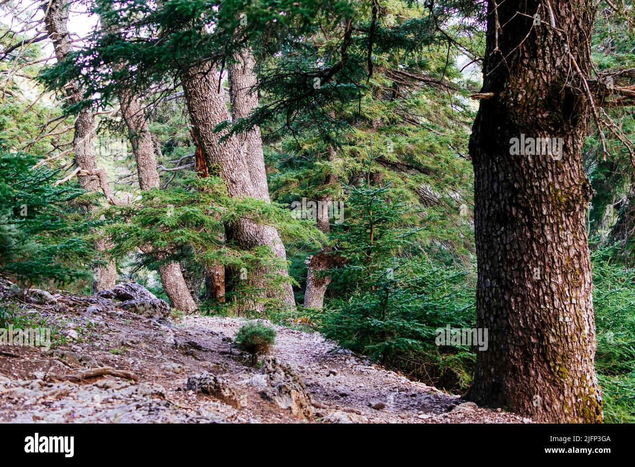 Percorso nella Sierra de las Nieves attraverso il Cañada del Cuerno, un luogo dove abbondano i ceti spagnoli. Parco Nazionale della Sierra de las Nieves, Parque Naciona Foto Stock