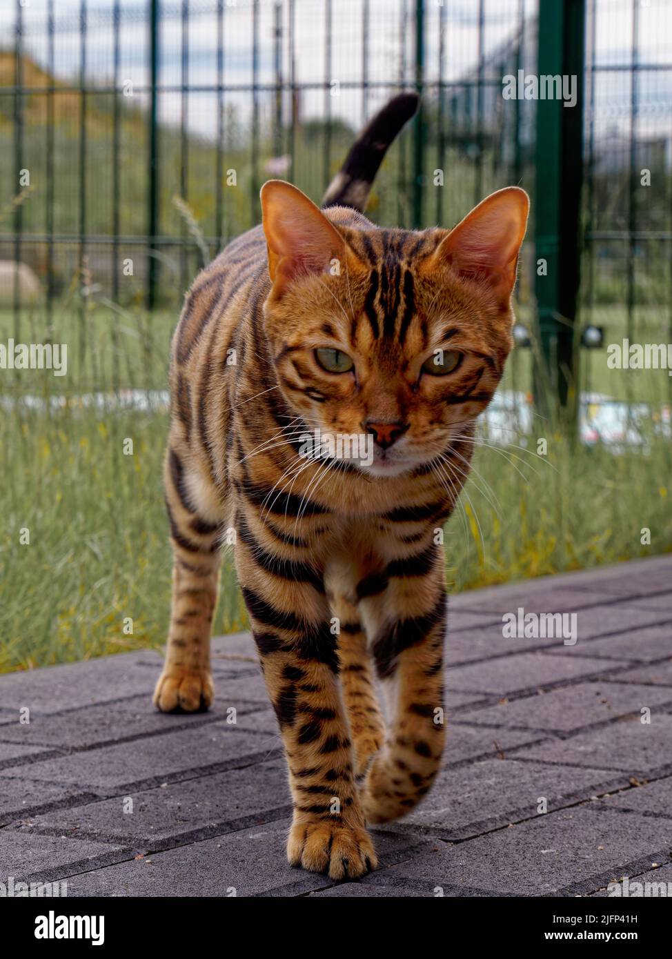 Gattino del Bengala Foto Stock