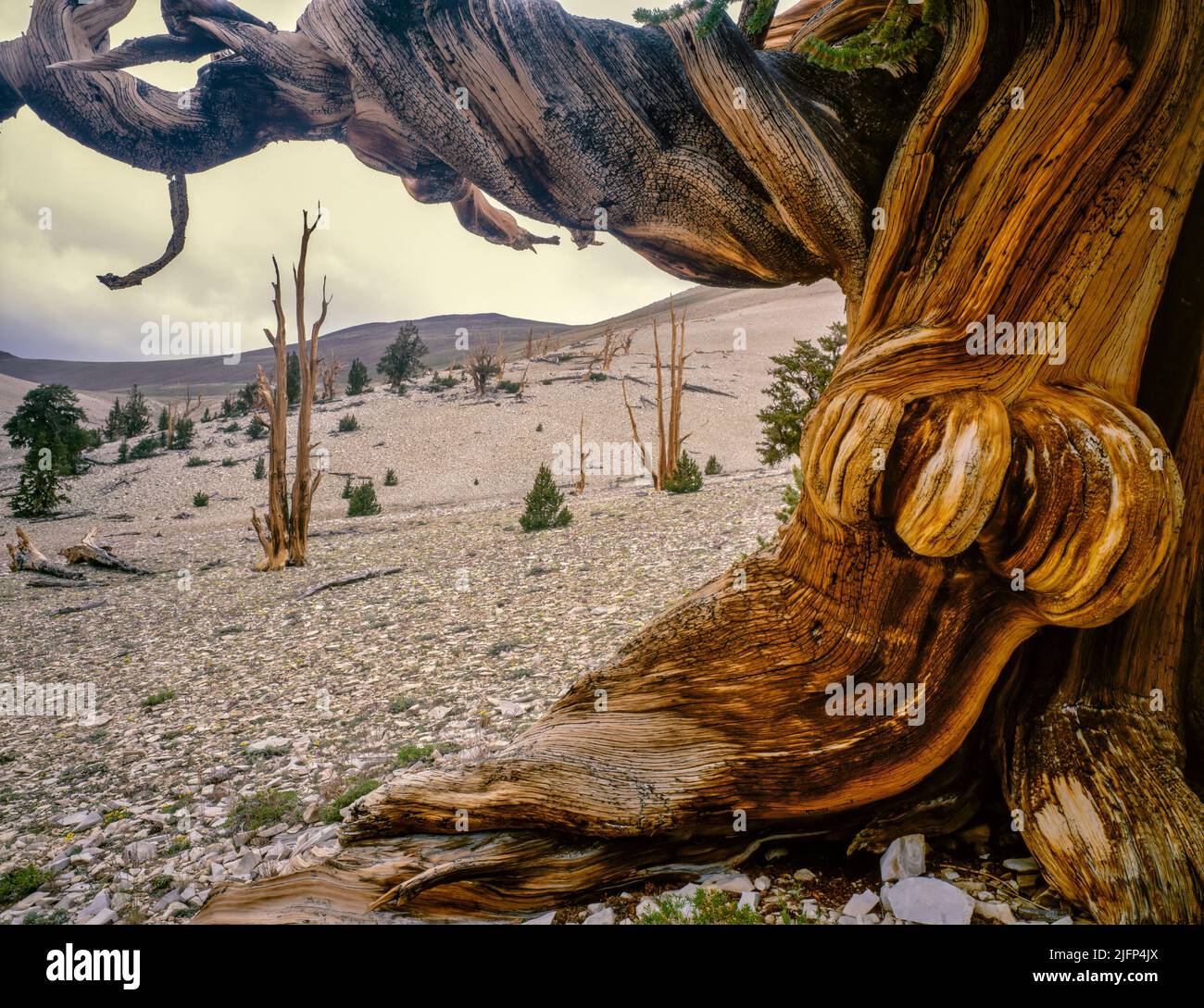 Bristlecone Pine, Pinus longaeva, White Mountains, Inyo National Forest, Sierra orientale, California Foto Stock
