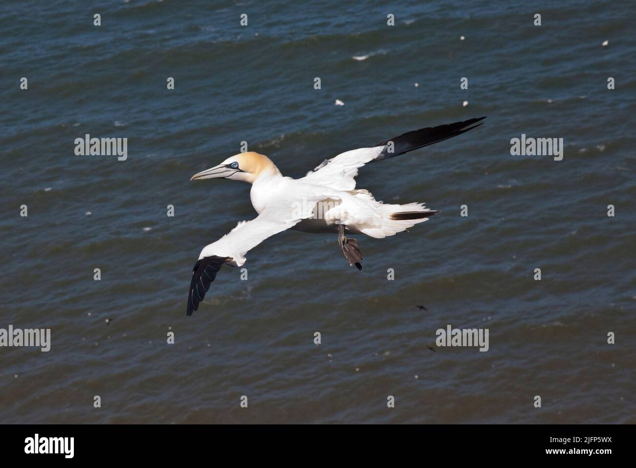 gannet in volo sul Mare del Nord a Bempton Cliffs, Yorkshire Foto Stock