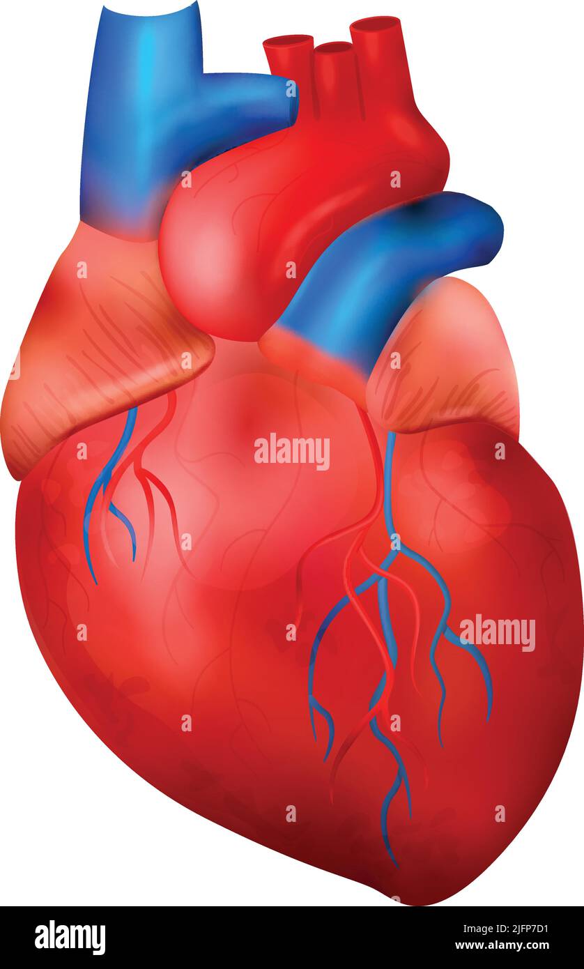 Composizione anatomica realistica degli organi interni umani con immagine isolata dell'illustrazione del vettore cardiaco Illustrazione Vettoriale