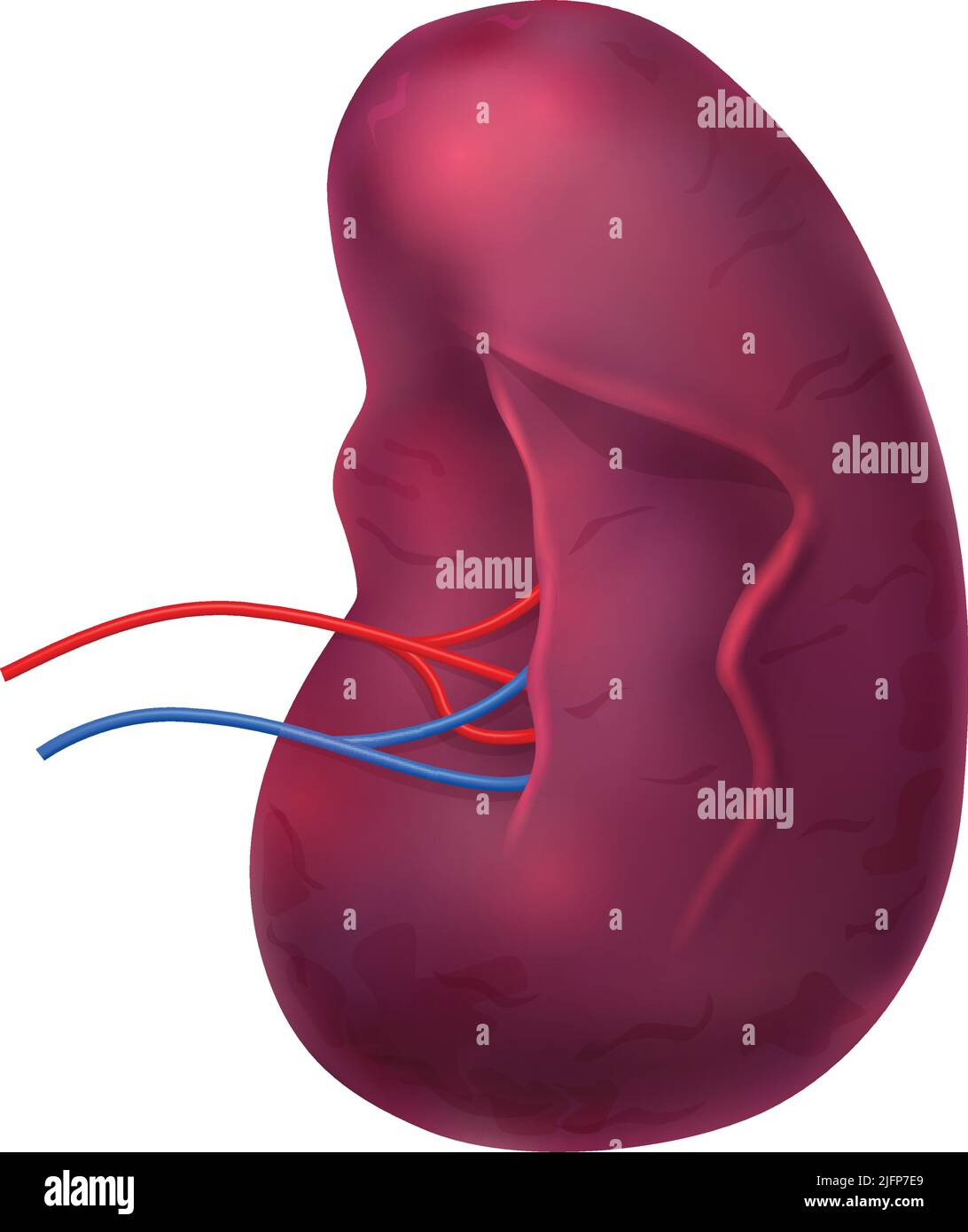 Composizione anatomica realistica degli organi interni umani con immagine isolata di illustrazione vettoriale della milza Illustrazione Vettoriale