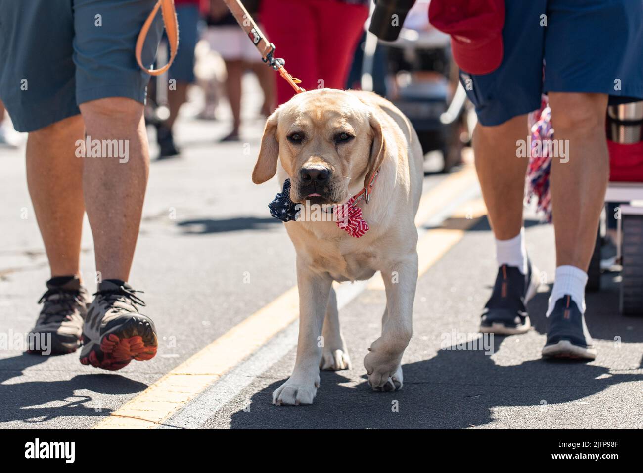 Quarto di luglio sfilata di vacanza in piccola città è il luogo perfetto per camminare il cane Golden Labrador nel mezzo della strada. Foto Stock