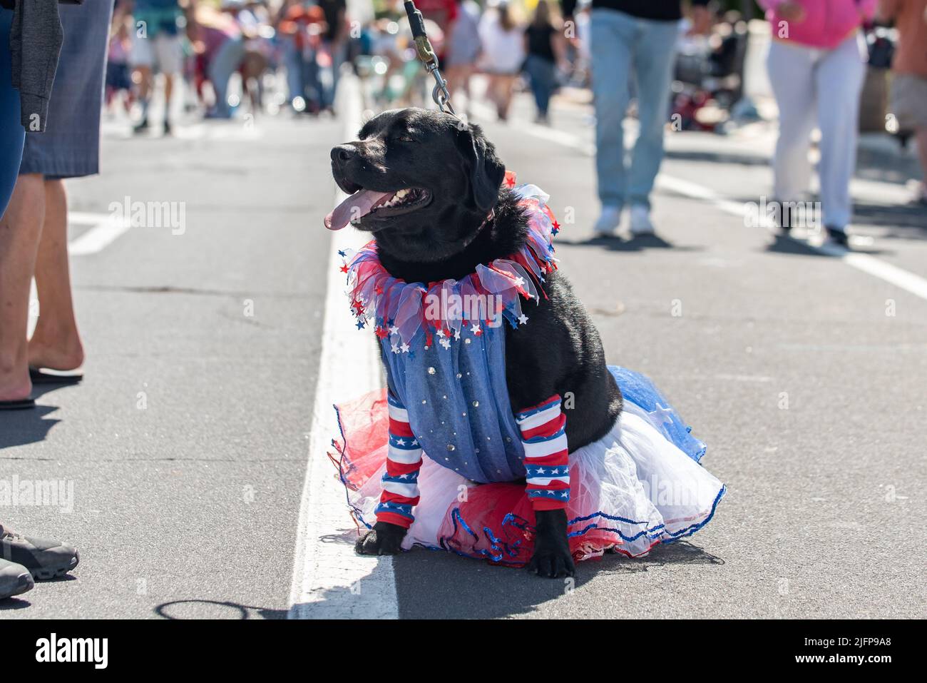 Quarto di luglio sfilata di vacanza in piccola città è il luogo perfetto per camminare il patriottico Labrador cane vestito in un pizzo e tutu puro. Foto Stock