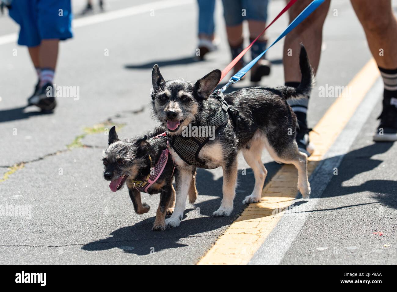 La sfilata di vacanze in una piccola città è il luogo perfetto per passeggiare tra i cani più grandi e piccoli nel mezzo della strada. Foto Stock