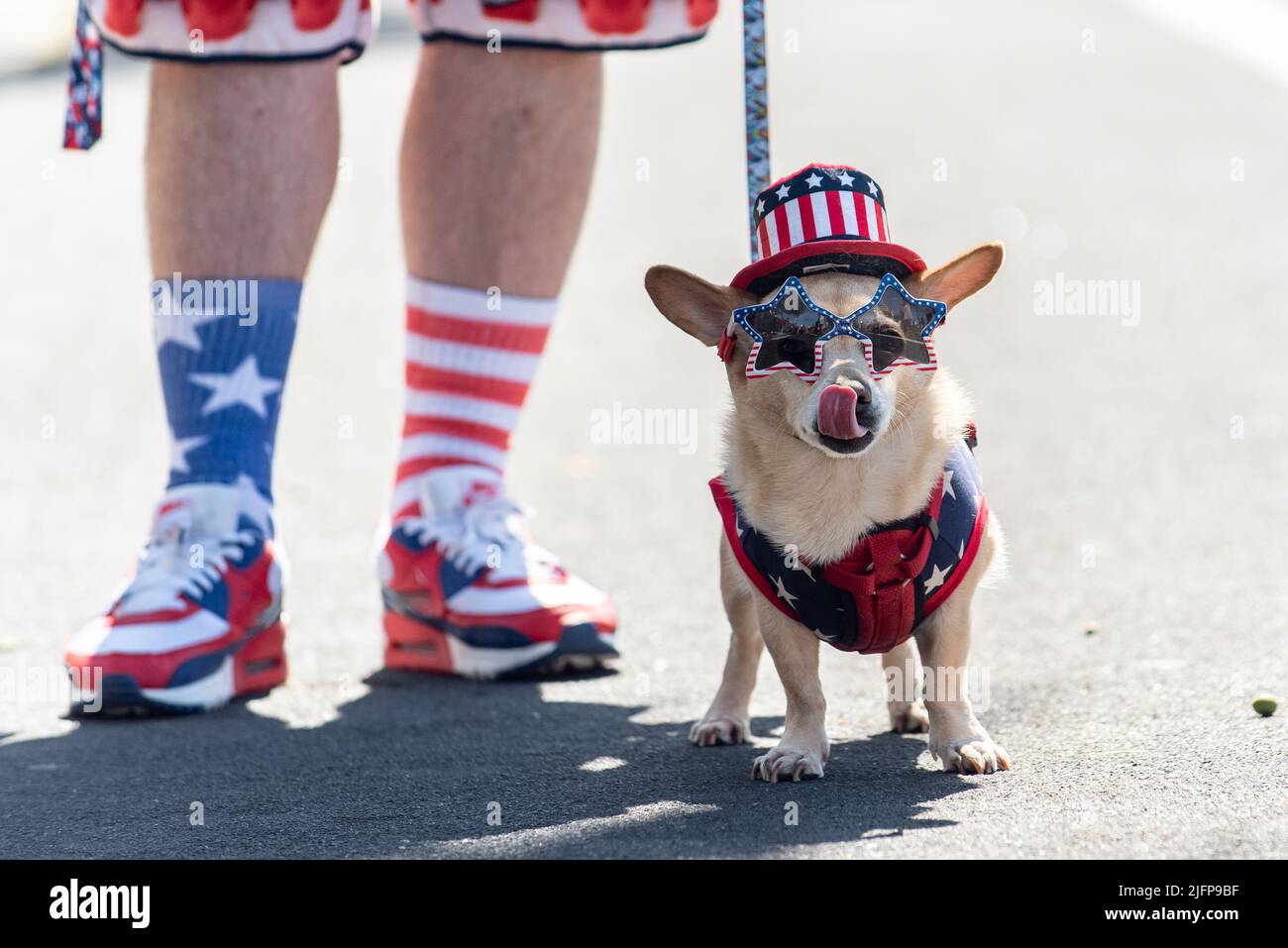 Il quarto di luglio sfilata di festa in piccola città è il luogo perfetto per camminare il cane di razza mista Jack Russel nel mezzo della strada. Foto Stock