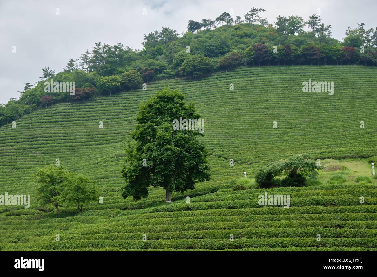 Campi da tè della piantagione di tè verde nella città di Boseong nella provincia di Jeollanamdo della Corea del Sud Foto Stock