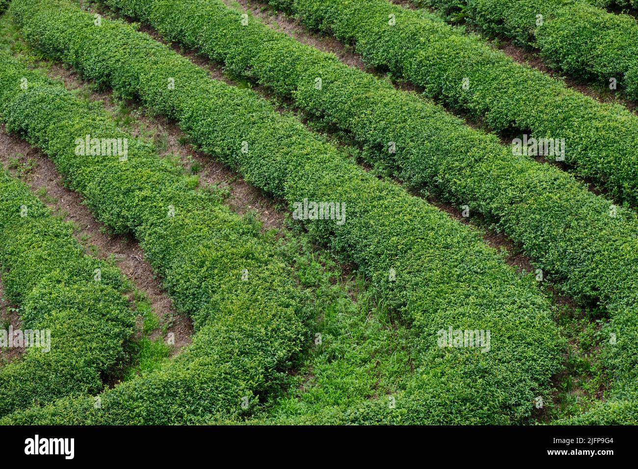 Campi da tè della piantagione di tè verde nella città di Boseong nella provincia di Jeollanamdo della Corea del Sud Foto Stock