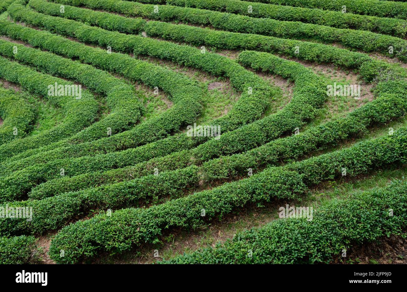 Campi da tè della piantagione di tè verde nella città di Boseong nella provincia di Jeollanamdo della Corea del Sud Foto Stock