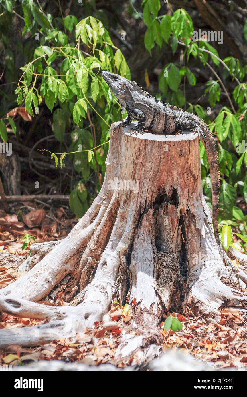 Una grande iguana sta poggiando su un vecchio tronco di albero essiccato in uno xenote a Playa del Carmen, Quintana Roo, Messico Foto Stock