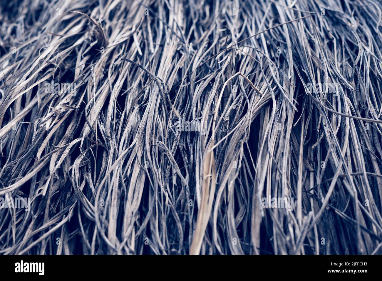 Erba sottile asciutta lunga, raccolto agricolo, mucchio di paglia di fieno. Dettagli texture. Associazione fragile danni senza vita capelli malati. Sfondo con paglia Foto Stock