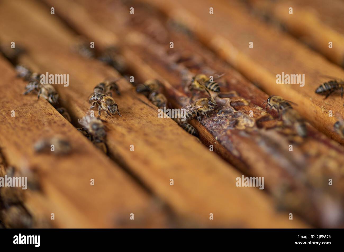 Un futuro senza api sarebbe davvero pungente. Primo piano di un alveare. Foto Stock