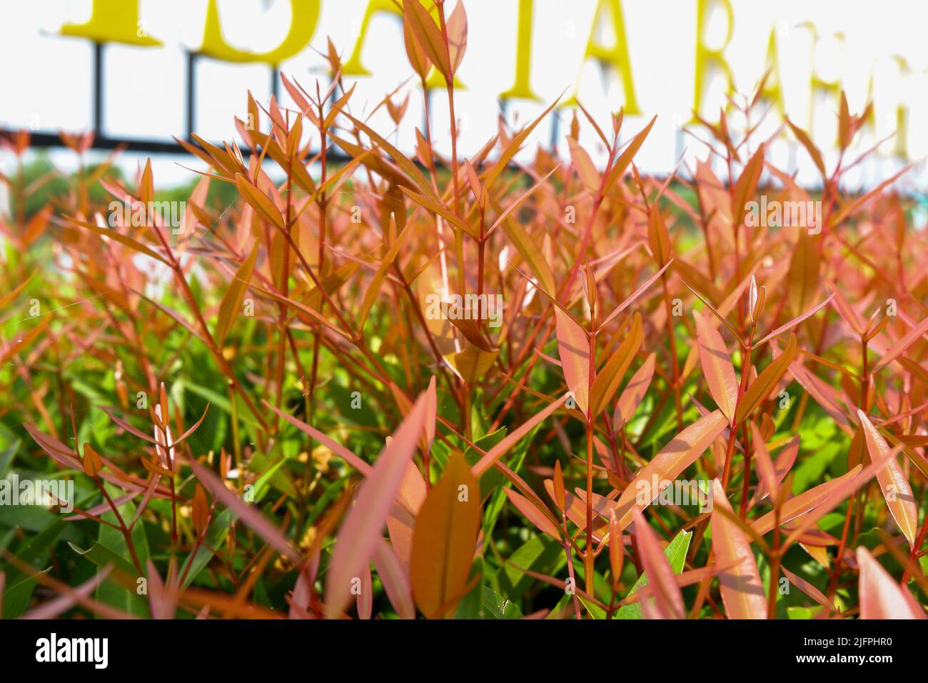 Pianta di germogli rossi (oleina di Syzygium), piante ornamentali che hanno sfumature di arrossamento rosso sono molto attraente decorazione pianta ' Pucuk merah ' Foto Stock