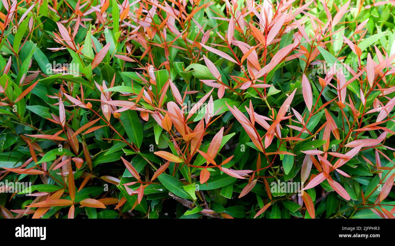 Pianta di germogli rossi (oleina di Syzygium), piante ornamentali che hanno sfumature di arrossamento rosso sono molto attraente decorazione pianta ' Pucuk merah ' Foto Stock
