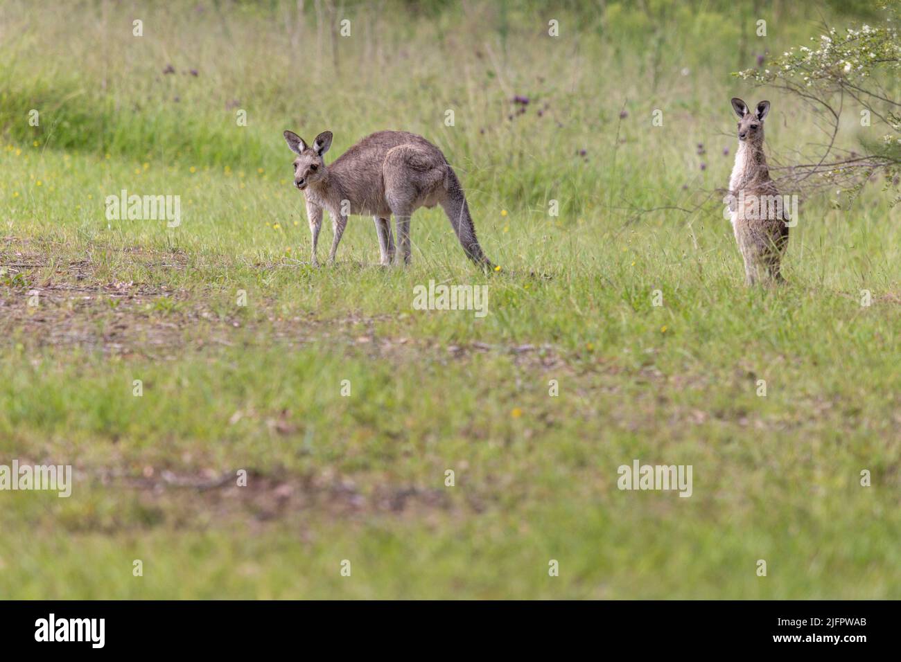 Canguro grigio orientale femminile (Macropus giganteus) e il suo giovane joey su un campo di erba nel nuovo Galles del Sud, Australia. Foto Stock