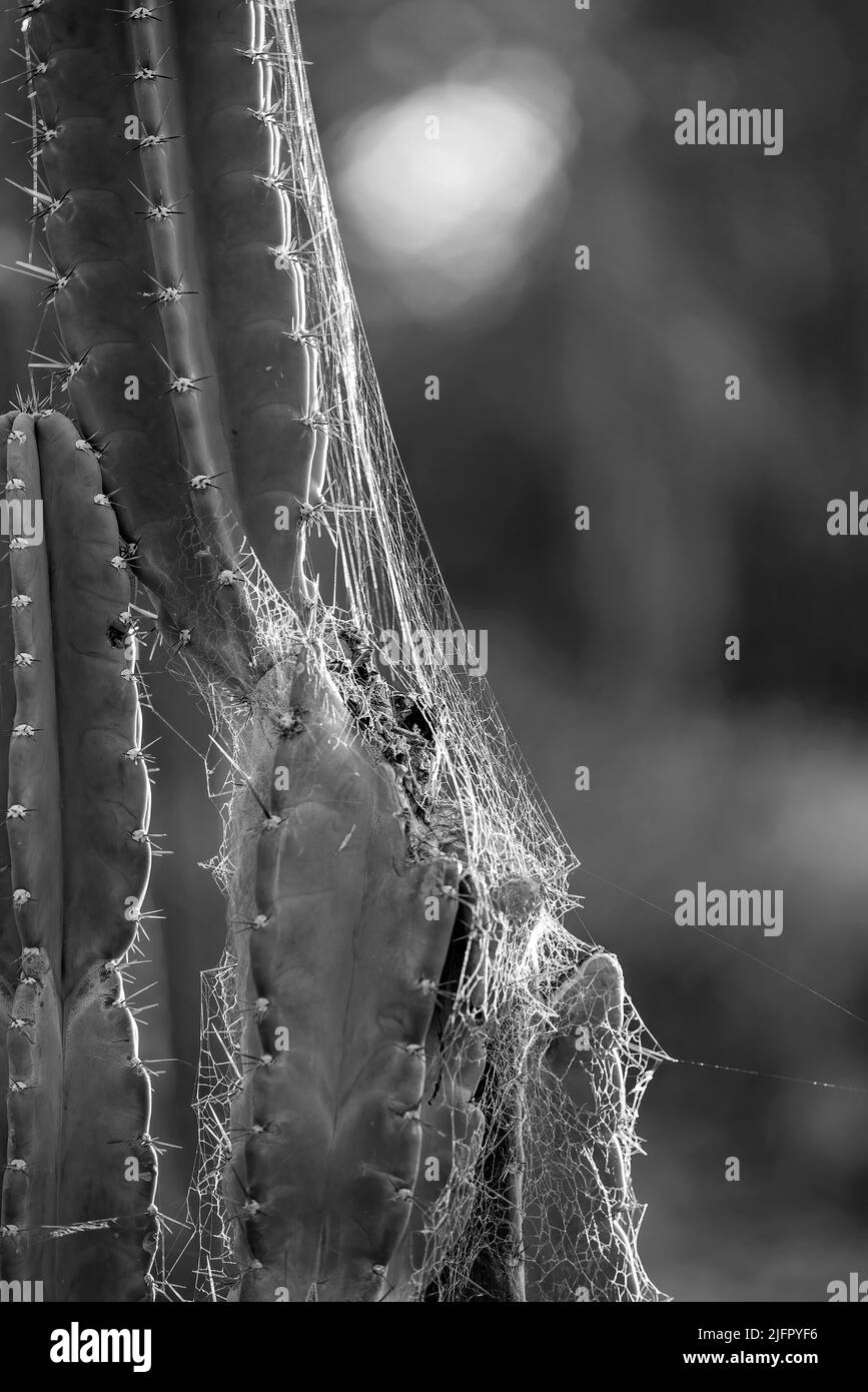 Cobbwes su Willows Cactus back illuminato con la luce solare del pomeriggio e uno sfondo sfocato. Altrimenti conosciuto come Cactus della Regina della Notte. Foto Stock