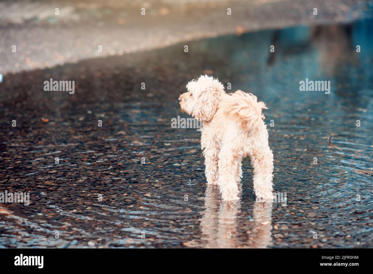 bishon bianco a piedi sull'acqua in un parco nella soleggiata giornata estiva Foto Stock