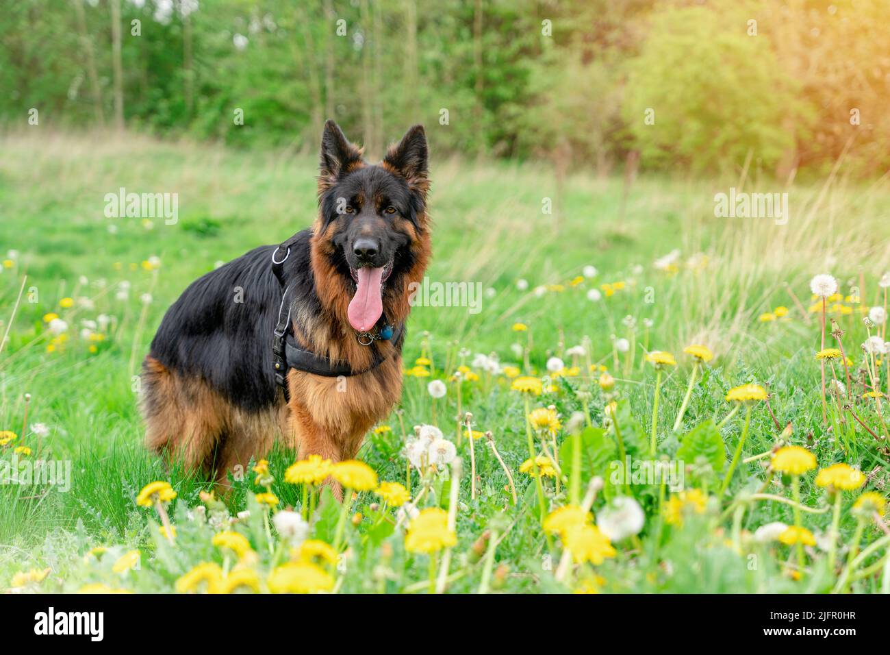Cane pastore tedesco in imbrogliare fuori per una passeggiata sull'erba vicino alla foresta nella soleggiata giornata estiva Foto Stock
