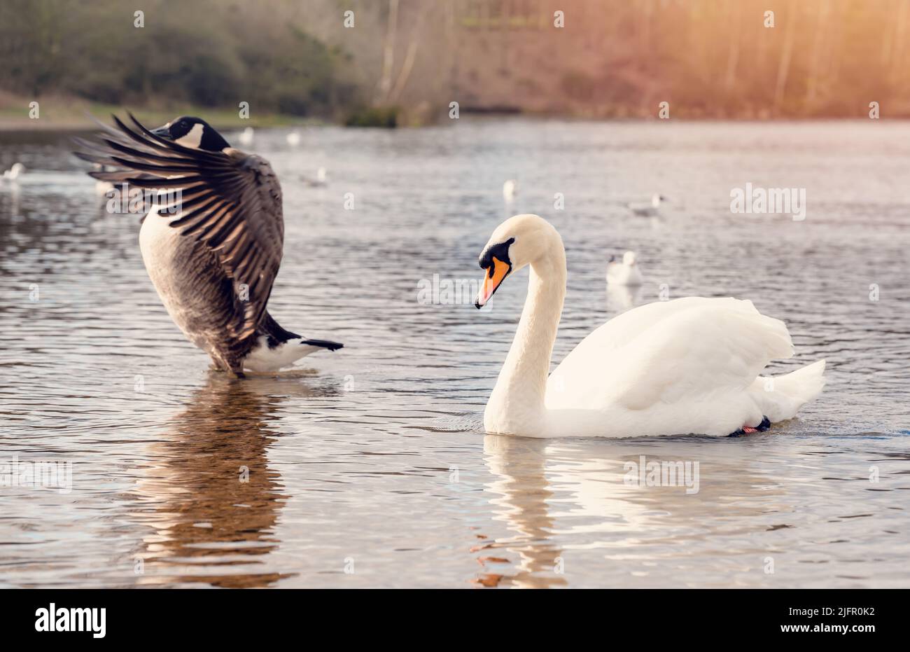 Cigni bianchi e Canada Goose combattendo sul lago Foto Stock