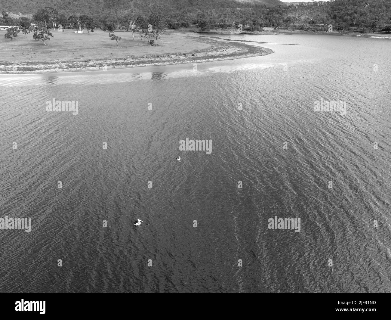 Due pellicani nuotano tranquillamente sull'acqua a Eungella Dam, Queensland, Australia. Foto Stock