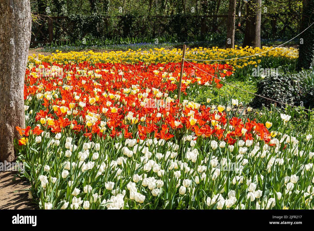Tulipani colorati al Castello di Pralormo durante la mostra Messer Tulipano, Piemonte, Italia Foto Stock
