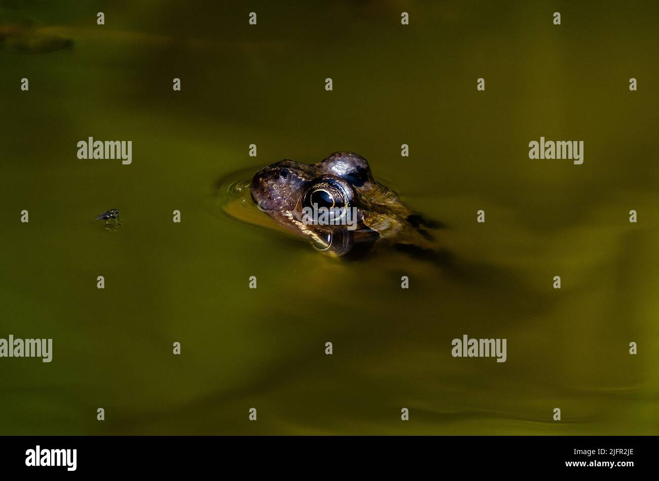 Rana e una mosca in stagno Foto Stock