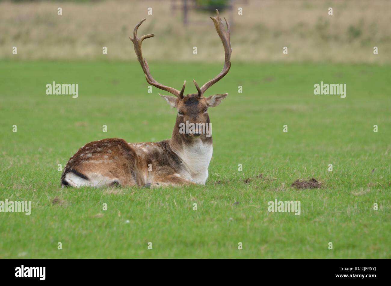 Scopata con Antlers Foto Stock