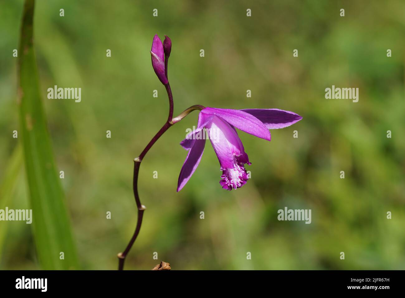 Primo piano orchidea cinese macinata (Bletilla striata, Bletilla hyacinthina). Famiglia Orchid (Orchidee). Giardino olandese sfocato sullo sfondo, luglio. Foto Stock
