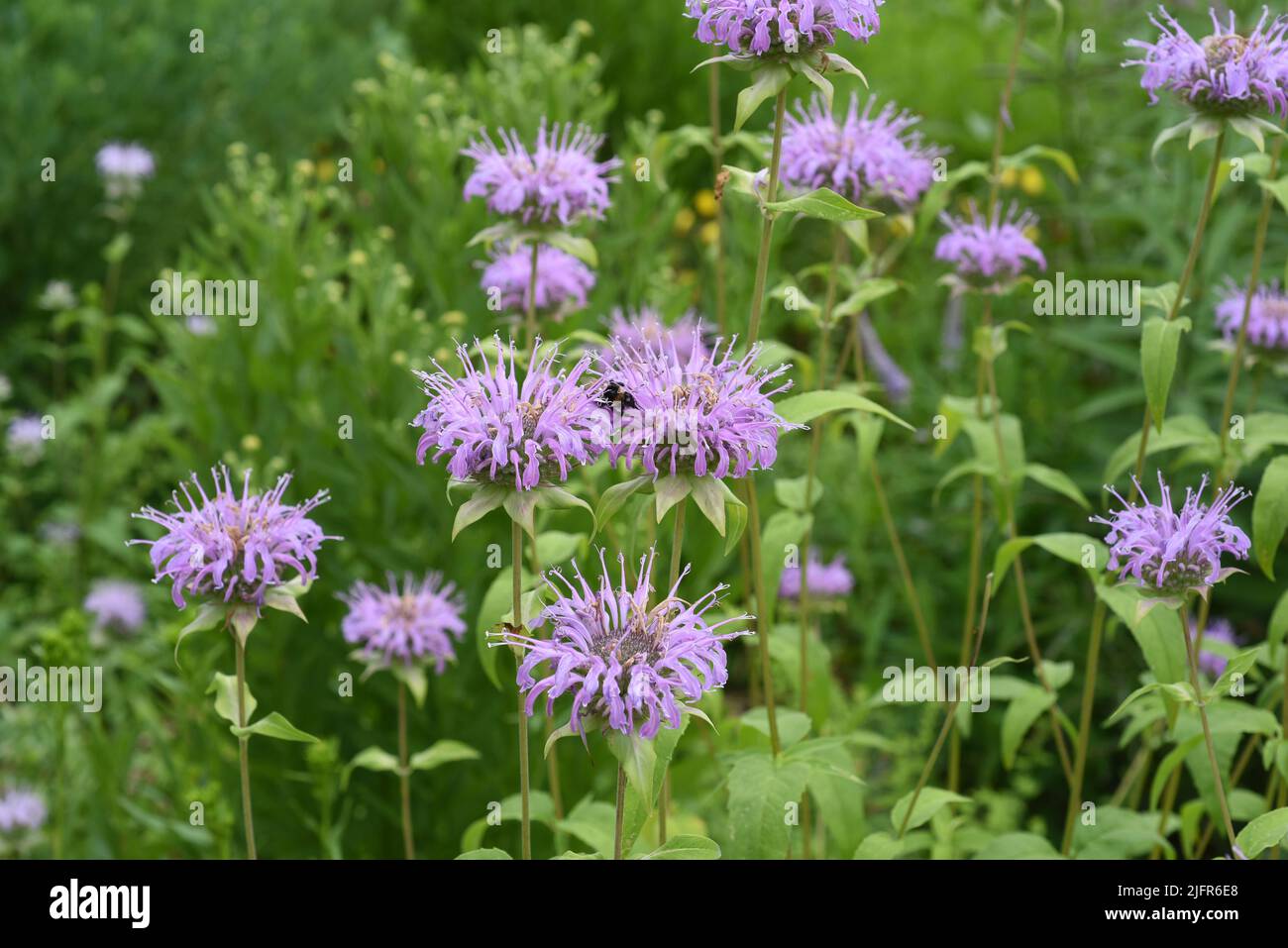 Indiandernessel, Monarda, didyma oder Goldmelisse ist eine aus den USA eingeschleppte Heilpflanze. Ortica indiana, monarda, didima o balsamo di api è un med Foto Stock