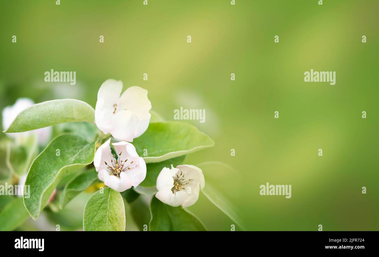 Bordo floreale di foglie verdi e fiori bianchi. Fiore di primavera. Sfondo natura astratta Foto Stock