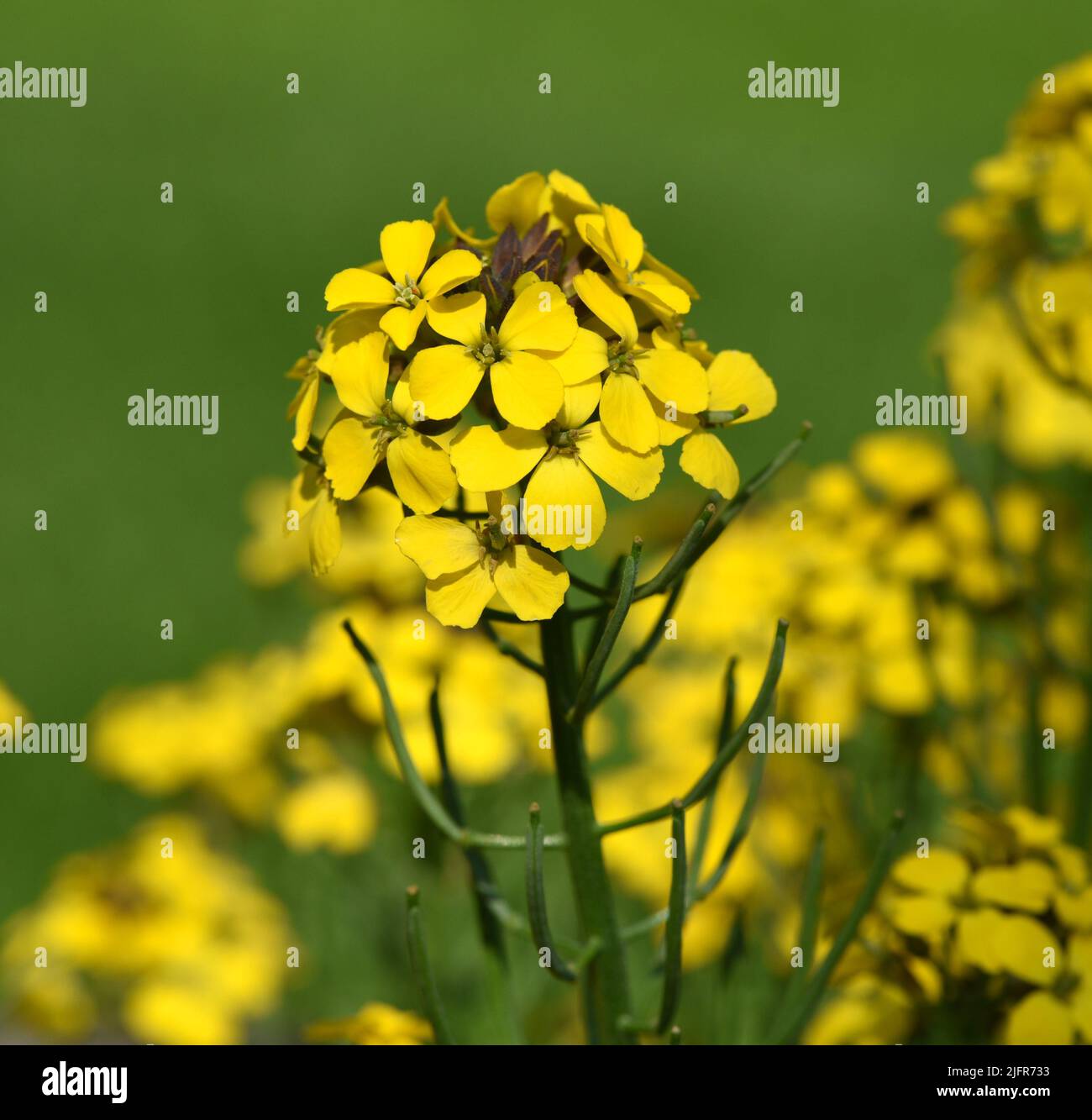 Goldlack, Cheiranthus, Cheiri ist eine Heilpflanze mit gelben Blueten und wird in der Medizin als Arzneimittel verwendet. Lacca d'oro, Cheiranthus, C. Foto Stock