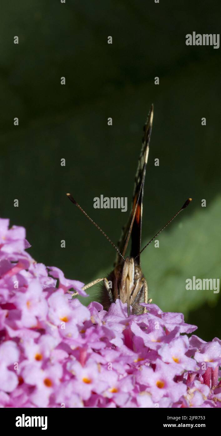 Red Admiral Butterfly Close Up of Face e Proboscis raccolta Nectar da Pink Buddleia Foto Stock