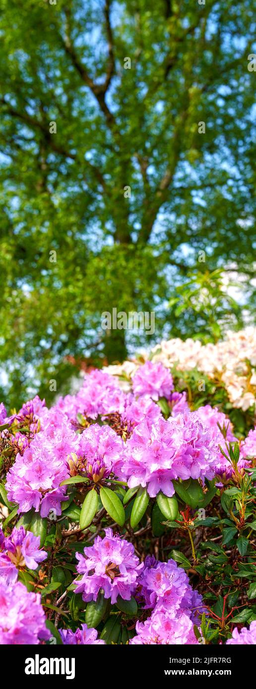 Rhododendron nel mio giardino. Una serie di foto di rododendro in giardino. Foto Stock