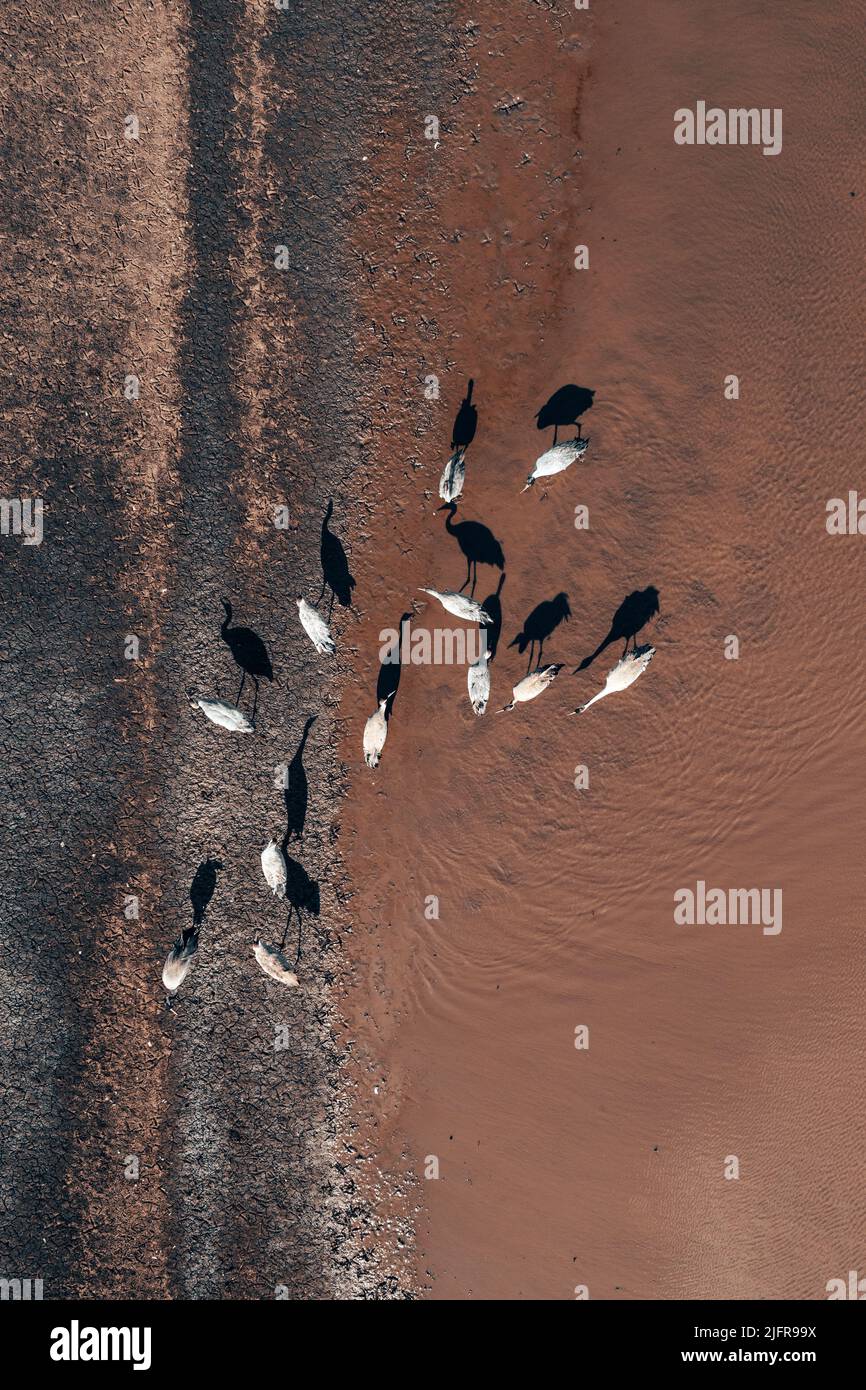 Gregge di gru comune (Grus grus) uccelli che riposano vicino al laghetto durante la migrazione in primavera, aereo fucilato dall'alto verso il basso. Gli aironi sono predatori apici in acqua Foto Stock